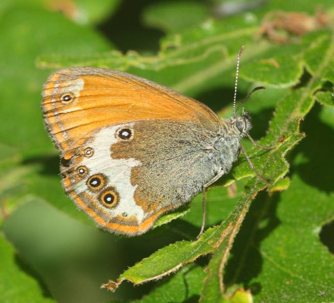 Coenonympha arcania? S